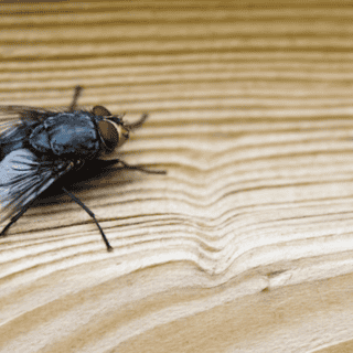 Conoce los ingredientes de tu cocina útiles para ahuyentar las moscas