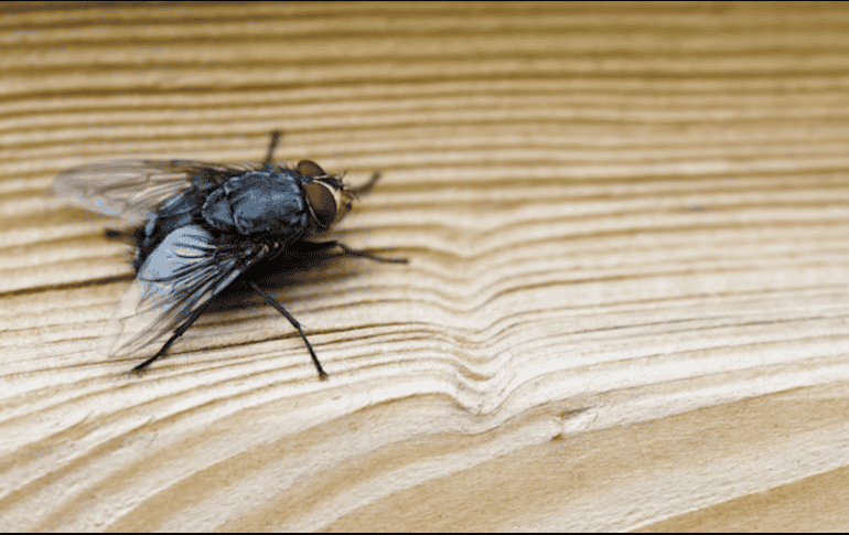 Además, se pueden crear trampas caseras, como papeles con aceite o una mezcla de leche, azúcar y pimienta. FREEPIK