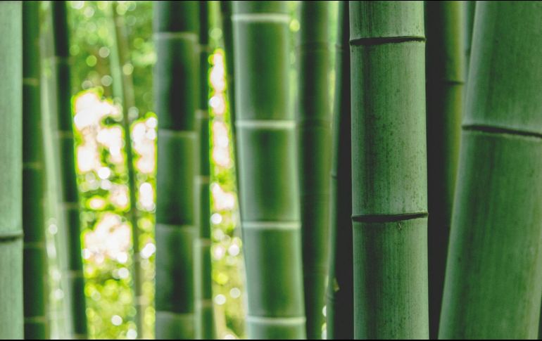 Estos cercos vivos se convierten en elementos vibrantes que transforman jardines y patios. Unsplash.