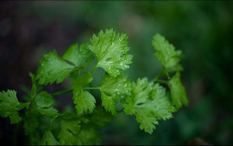 Uno de los ingredientes que más se suele utilizar en la cocina es el perejil, que se encarga de aportar sabor a las diferentes preparaciones con su característico sabor. ESPECIAL / Foto de Erda Estremera en Unsplash