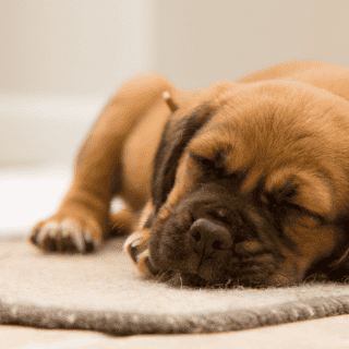 ¿Cuál es la raza de perro que más duerme?