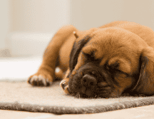 Los perros entran dentro del ranking de los animales más perezosos. ESPECIAL/CANVA