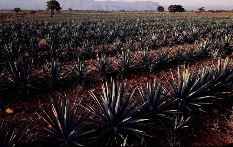 Algunos amantes de estas bebidas consideran que ya no sabe igual que antes. AFP/Archivo