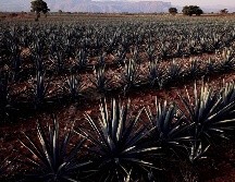 Algunos amantes de estas bebidas consideran que ya no sabe igual que antes. AFP/Archivo
