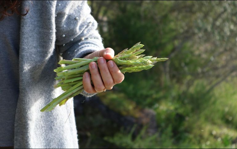 En México es cultivado principalmente el espárrago verde, generando anualmente producciones de 357 mil 839.33 toneladas. ESPECIAL / Foto de Duarte Nunes en Unsplash