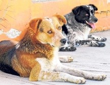 Los perros mestizos es una de las razas más populares en México. SUN/ ARCHIVO
