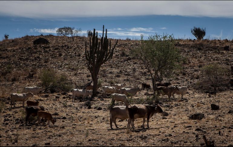 La Unión Ganadera calcula que el año pasado se perdieron unas 40 mil cabezas de ganado en Jalisco. EL INFORMADOR/Archivo