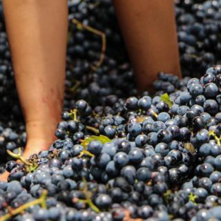 Degusta un vino producido en Chapala y sé parte de la tradicional pisada de uvas