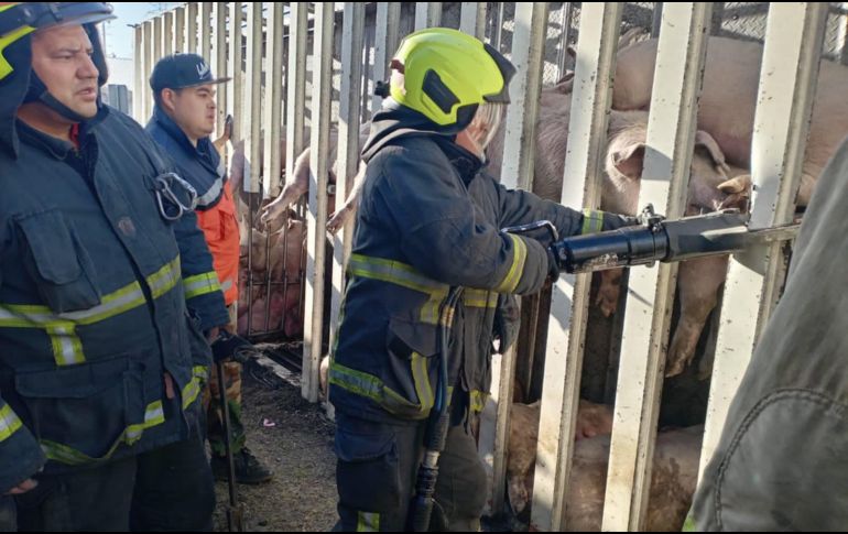 Elementos de la Coordinación de Protección Civil y Bomberos llegaron el Circuito Exterior Mexiquense, para apoyar en la liberación de los animales. X/ @GobIzcalli