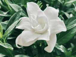 Si quieres hacer más acogedora tu casa, lo ideal es tener un espacio limpio y fresco, y para eso, la mejor opción es la de agregar plantas aromáticas. ESPECIAL / Foto de xu jiebing en Unsplash