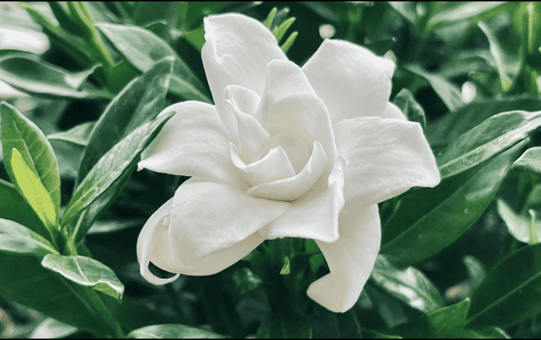 Si quieres hacer más acogedora tu casa, lo ideal es tener un espacio limpio y fresco, y para eso, la mejor opción es la de agregar plantas aromáticas. ESPECIAL / Foto de xu jiebing en Unsplash