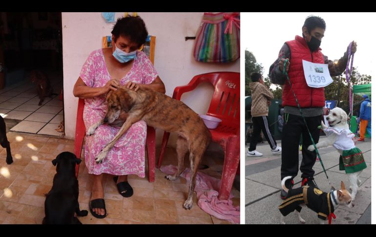 Los perros suelen pararse apoyándose de sus dos piernas traseras, ¿sabes lo qué significa? SUN / ARCHIVO