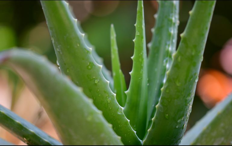 La sábila aporta alternativas a la salud y autocuidado debido a sus ricas propiedades. ESPECIAL/Foto de pisauikan en Unsplash