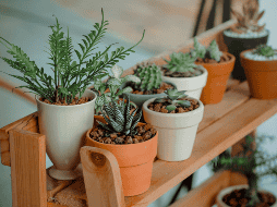 A continuación te mostramos una lista de esas plantas que el feng shui considera negativas. CANVA