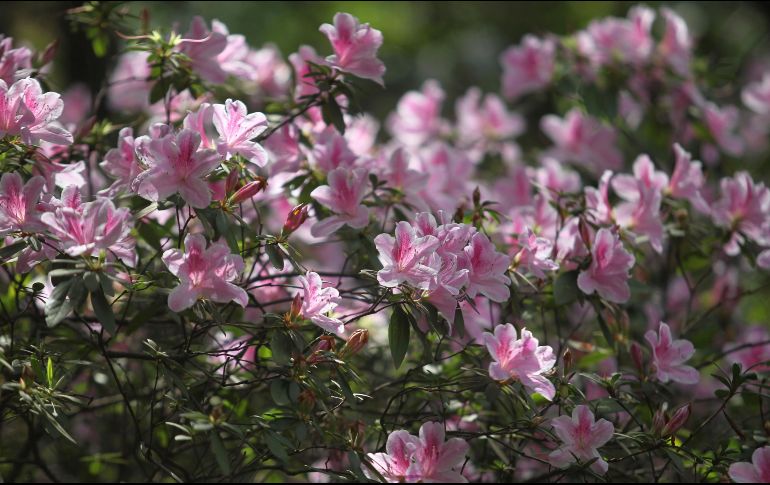 Cualquier planta tiene aspectos benéficos en el ambiente, por lo que si te decides por una solamente porque te gustó, esta sigue manteniendo su esencia vigorizante. EL INFORMADOR / ARCHIVO