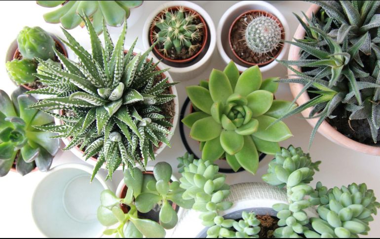 Las suculentas suelen estar entre las favoritas de los amantes de las plantas. ESPECIAL/ Foto de Angèle Kamp en Unsplash
