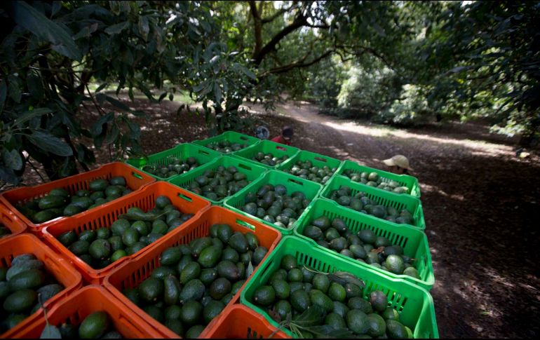 inocuidad en las huertas y empacadoras y obtuvieron la autorización del Departamento de Agricultura de EU.   En Jalisco, los municipios con mayor superficie de aguacateras son Zapotlán el Grande, San Gabriel, Tuxpan, Jilotlán de los Dolores y Concepción de Buenos Aires. AP/Archivo