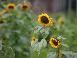 Del 16 al 21 de febrero de este año, el Rancho San Juan Diego abrirá sus puertas para que los visitantes disfruten la temporada de girasoles. EL INFORMADOR / ARCHIVO