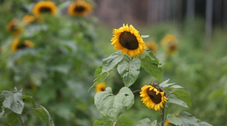 Del 16 al 21 de febrero de este año, el Rancho San Juan Diego abrirá sus puertas para que los visitantes disfruten la temporada de girasoles. EL INFORMADOR / ARCHIVO