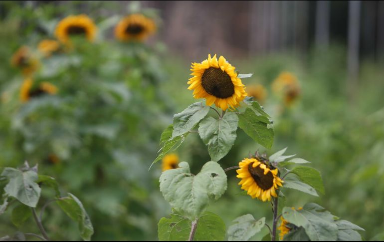 Del 16 al 21 de febrero de este año, el Rancho San Juan Diego abrirá sus puertas para que los visitantes disfruten la temporada de girasoles. EL INFORMADOR / ARCHIVO