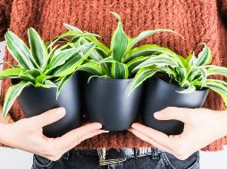 Hay algunas plantas que son más fáciles de lidiar debido a que no requieren ser regadas constantemente para sobrevivir. ESPECIAL / Foto de feey en Unsplash