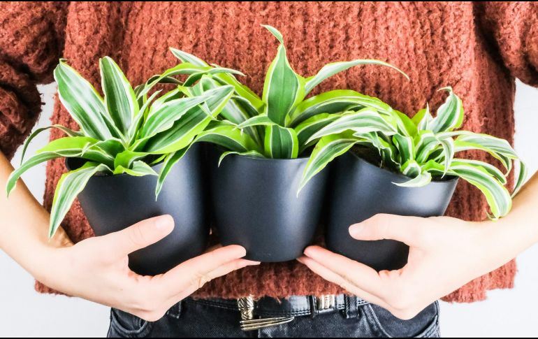 Hay algunas plantas que son más fáciles de lidiar debido a que no requieren ser regadas constantemente para sobrevivir. ESPECIAL / Foto de feey en Unsplash