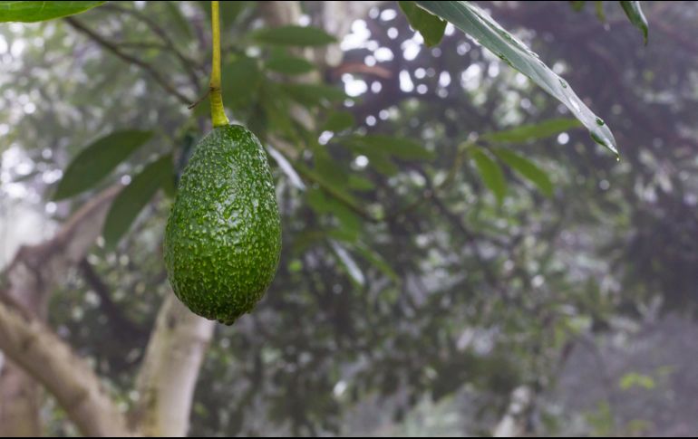 En el país los estados que más acaparan la producción de aguacate que se cultiva en el Edomex son Jalisco y Michoacán. EL INFORMADOR / ARCHIVO