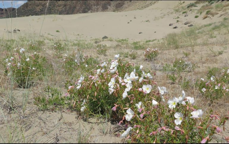 El deterioro del aroma debido a estos contaminantes hace que la visita de los polinizadores se reduzca en más de un 70 %, lo que debilita el proceso de fructificación de la planta. EFE / J. Chan / University of Washington