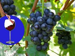 Este fin de semana habrá un excelente evento para los amantes del vino, ¡No te lo pierdas! EL INFORMADOR / ARCHIVO