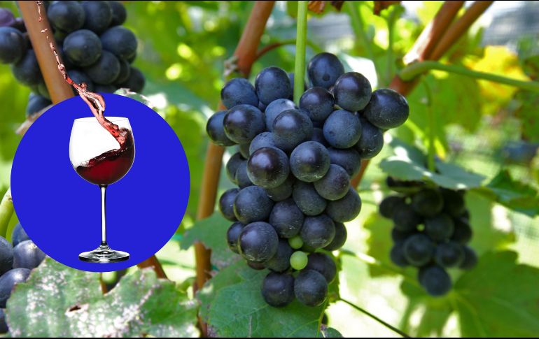 Este fin de semana habrá un excelente evento para los amantes del vino, ¡No te lo pierdas! EL INFORMADOR / ARCHIVO
