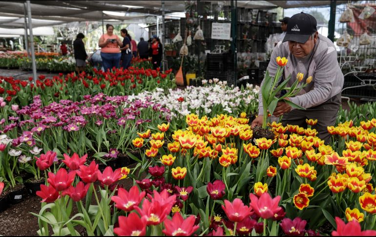 Este pueblo mexicano es especialmente fértil para esta flor por su cercanía con el volcán de Popocatépetl. EFE / HILDA RÍOS
