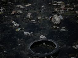 La Melioidosis es una enfermedad infecciosa que puede afectar a seres humanos y animales que tengan contacto directo con el suelo y agua contaminados. EL INFORMADOR/ ARCHIVO