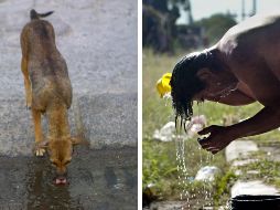 La bacteria burkholderia está presente en aguas turbias, suelo y plantas. EL INFORMADOR / AFP / ARCHIVO