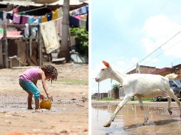 La melioidiosis puede permanecer latente durante años sin presentar mayores complicaciones. EL INFORMADOR / ARCHIVO