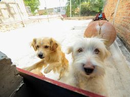 La violencia contra los animales está penalizada en la ley. EL INFORMADOR / ARCHIVO