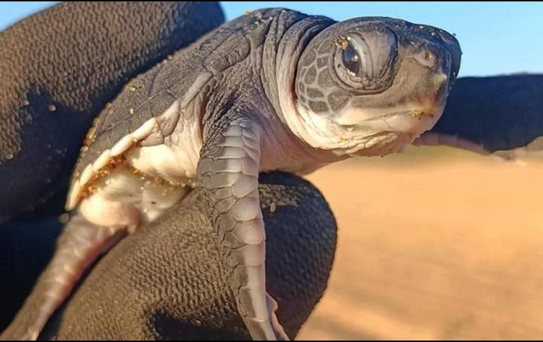 Durante esta temporada, el campamento ha registrado y resguardado la mayor cantidad de nidos de tortuga negra en toda la historia del proyecto. ESPECIAL / CAMPAMENTO TORTUGUERO MAYTO