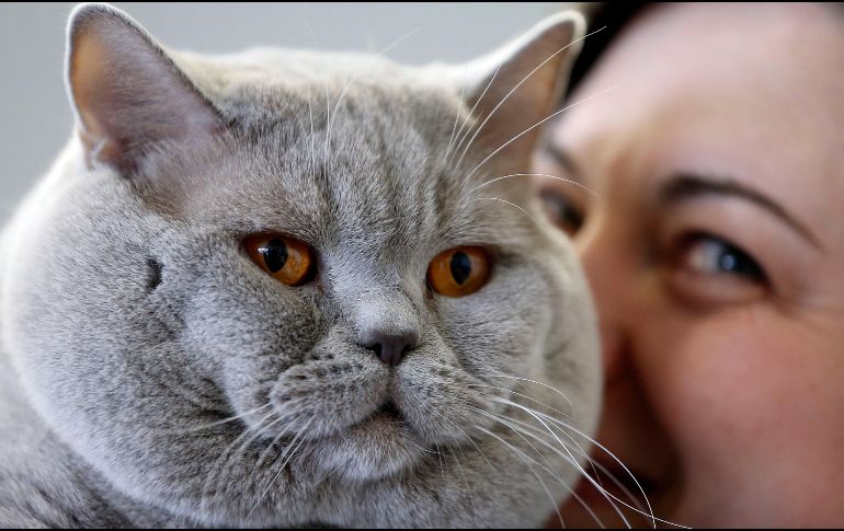 No contar con un esquema continuo de vacunación y desparasitación podría afectar seriamente la vida de nuestros gatos. AP / ARCHIVO