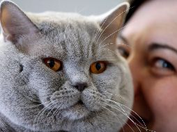 No contar con un esquema continuo de vacunación y desparasitación podría afectar seriamente la vida de nuestros gatos. AP / ARCHIVO