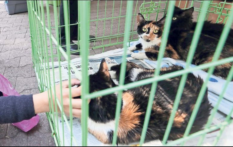 Los gatos producen grandes cambios en los ecosistemas. Controlan plagas, pero producen extinciones. SUN / ARCHIVO