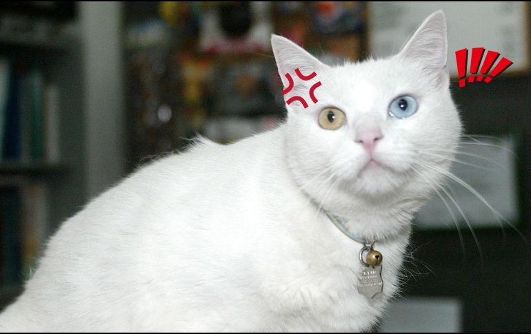 Los gatos pueden estresarse por muchas razones, pero no debería de ser un problema grave. EL INFORMADOR / ARCHIVO