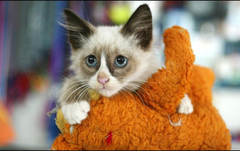 Los michis que han tenido una socialización positiva con los humanos casi desde su nacimiento, suelen ser más receptivos a los abrazos. EL INFORMADOR/ ARCHIVO.