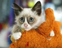 Los michis que han tenido una socialización positiva con los humanos casi desde su nacimiento, suelen ser más receptivos a los abrazos. EL INFORMADOR/ ARCHIVO.