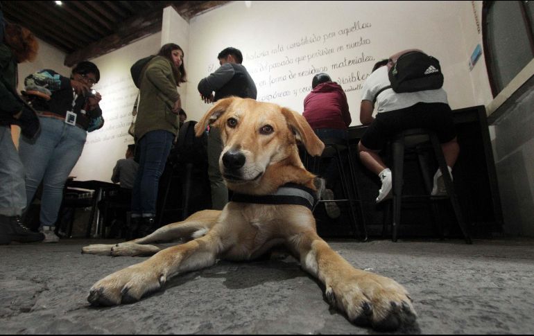 Los perros son una de las criaturas caninas más inteligentes y adaptables a la vida del ser humano, no es de sorpresa que muchas veces quisiéramos entender su lenguaje y su manera de expresarse cuando hacen gestos tan particulares.SUN/archivo