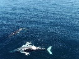 El cadáver de un cachalote que medía unos 14 metros y pesaba entre 25 y 30 toneladas fue encontrado este lunes en la bahía de Osaka. EFE/ ARCHIVO.