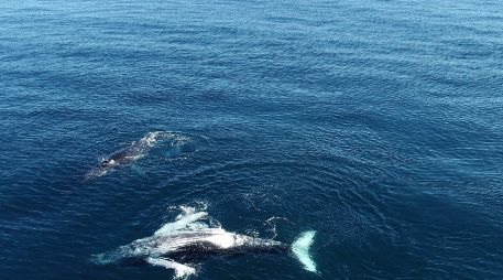 El cadáver de un cachalote que medía unos 14 metros y pesaba entre 25 y 30 toneladas fue encontrado este lunes en la bahía de Osaka. EFE/ ARCHIVO.