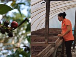 Este lugar tiene una gran identidad cafetalera desde hace años. ESPECIAL / M. VARGAS