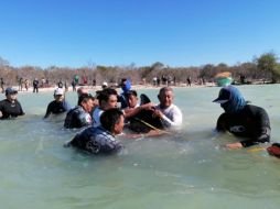 Esta no es la primera vez que ocurre un encallamiento, pues anteriormente ocurrió otro pero de delfines. X/ @CONANP_mx.