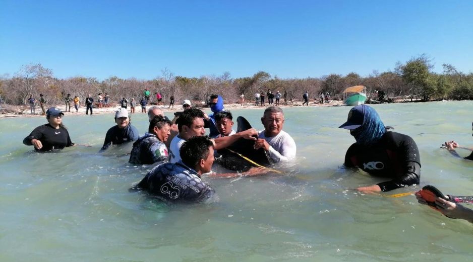 Esta no es la primera vez que ocurre un encallamiento, pues anteriormente ocurrió otro pero de delfines. X/ @CONANP_mx.