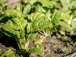 Integra esta hortaliza a tu dieta para que puedas evitar la condición anémica en tu cuerpo. EL INFORMADOR / ARCHIVO