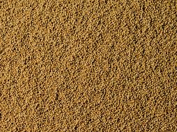 Este superalimento te aportará las proteínas que necesitas como lo hizo a mexicas y astronautas. ESPECIAL / PEXELS Eva Bronzini